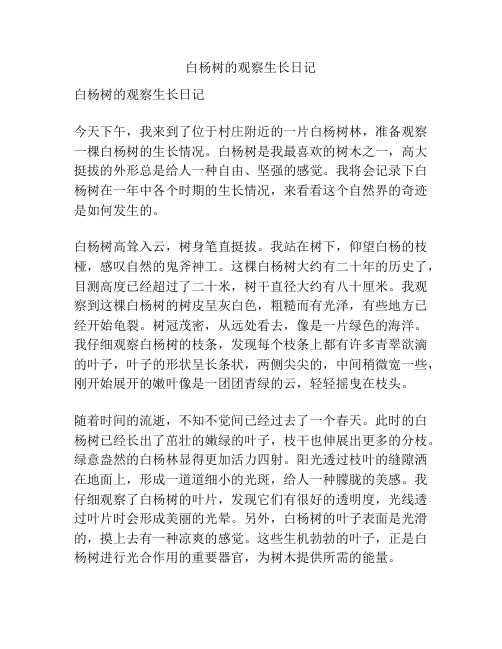 白杨树的观察生长日记