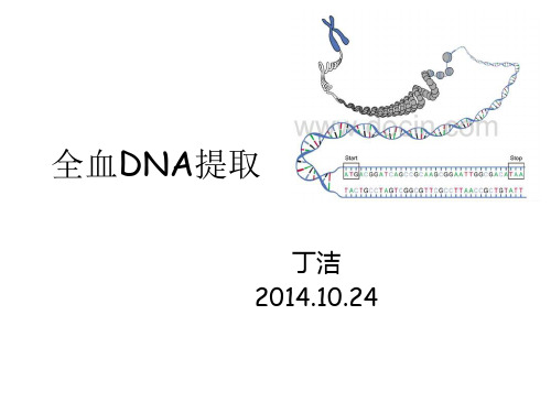 全血DNA提取