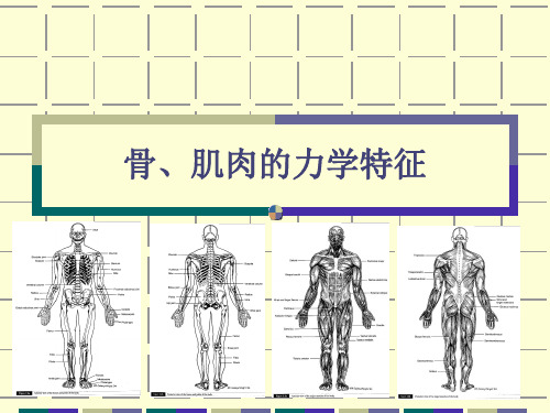 骨肌肉力学特征