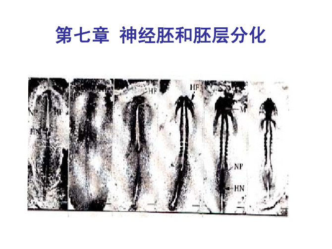 第七章 神经胚和胚层分化