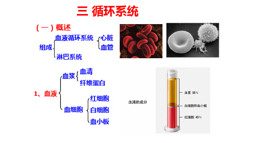 婴幼儿的血液循环系统及特点