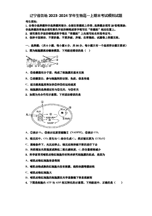 辽宁省各地2023-2024学年生物高一上期末考试模拟试题含解析