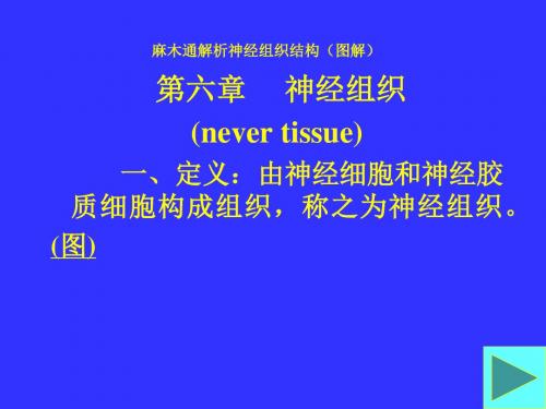 麻木通解析神经组织结构图解