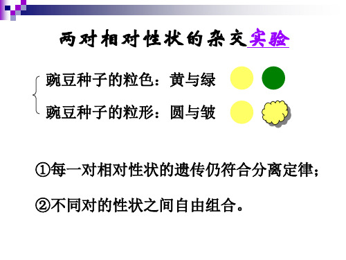 遗传规律及其细胞学基础4自由组合定律ppt课件.ppt