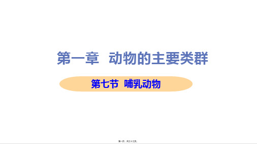 新人教版八年级上册初中生物 第七节 哺乳动物 教学课件