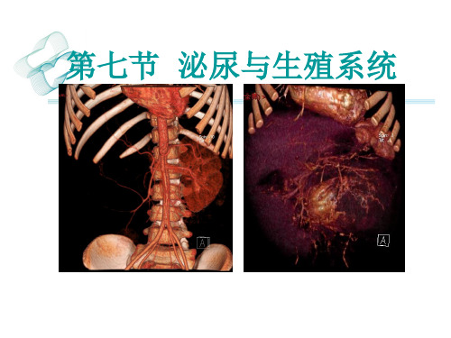 儿科泌尿与生殖系统影像诊断PPT