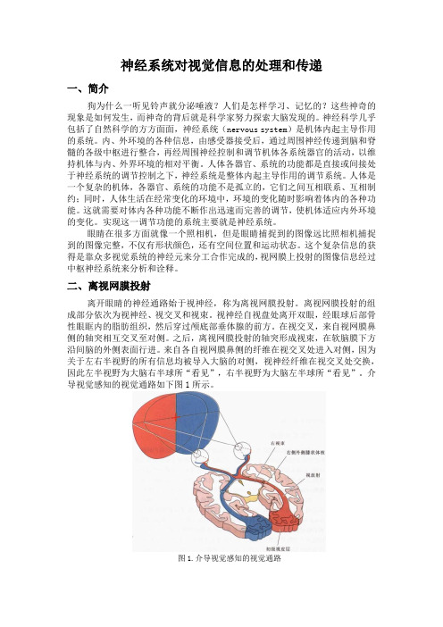 视觉通路信息传递详述