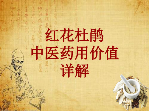 中药学_红花杜鹃_药材详解课件模板