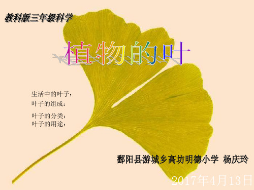 三年级上册科学-植物的叶教科版(共40张)-PPT课堂课件