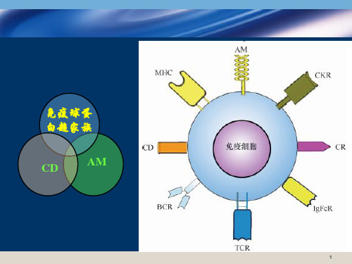 医学免疫学课件：树突状细胞