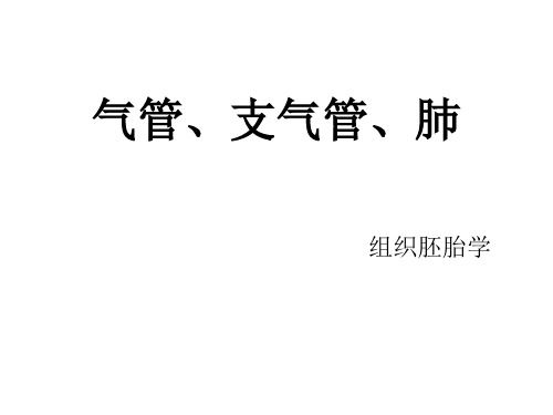 气管、支气管、肺(组织学)