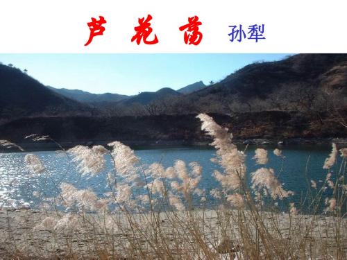 2.芦花荡