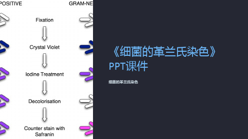 《细菌的革兰氏染色》课件