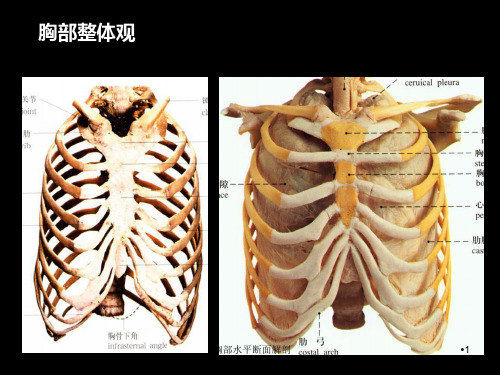 胸部水平断面解剖课件