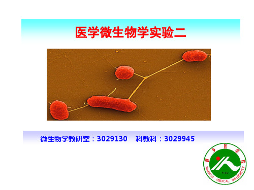 医学微生物学实验二抗酸染色