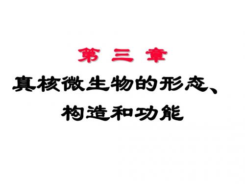 第3章 真核微生物的形态、构造和功能