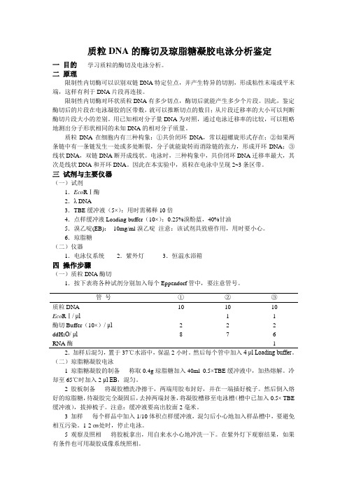 质粒DNA酶切及琼脂糖电泳分析鉴定