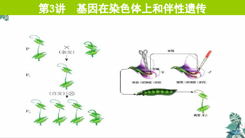 [人教版]高中生物史《基因在染色体上》PPT全文课件