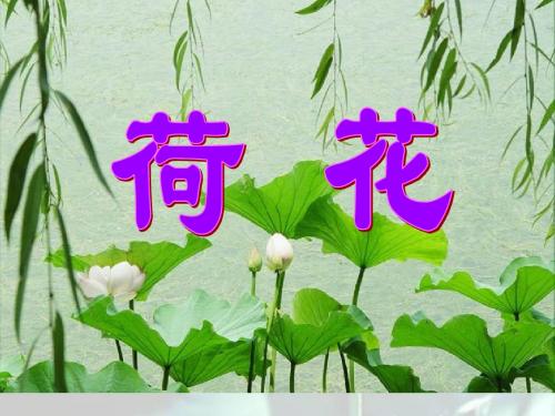 13《荷花》PPT完美课件