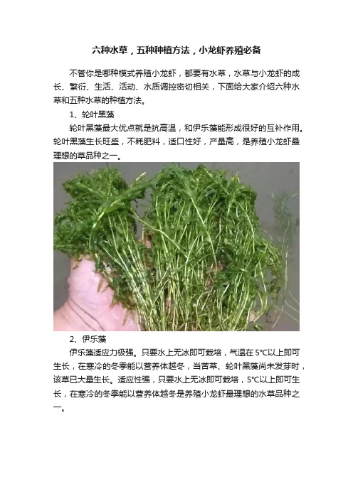 六种水草，五种种植方法，小龙虾养殖必备