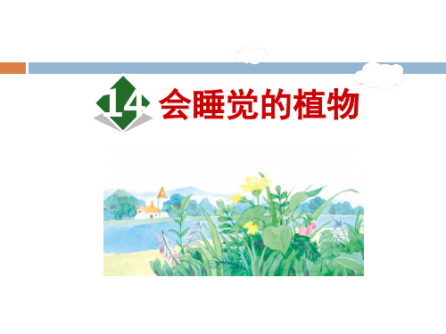 《会睡觉的植物》PPT