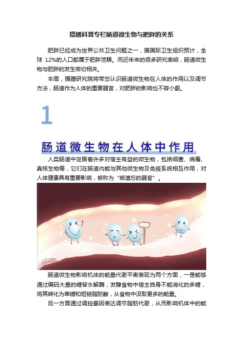 摄膳科普专栏肠道微生物与肥胖的关系