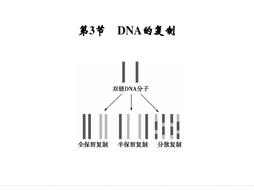 DNA的复制