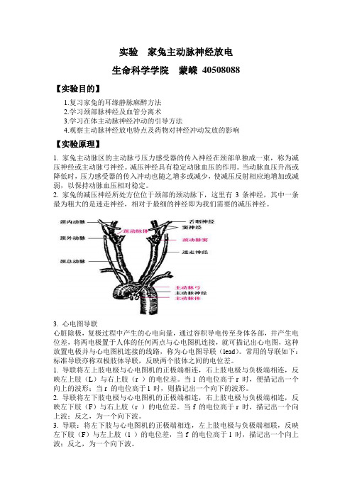 实验家兔主动脉神经放电.