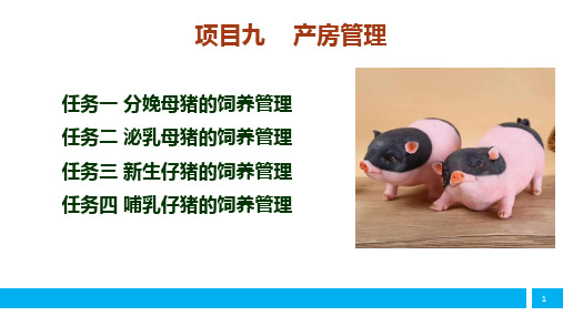 泌乳母猪的饲养管理课件(共26张PPT)《猪生产》同步教学(中国农业出版社)