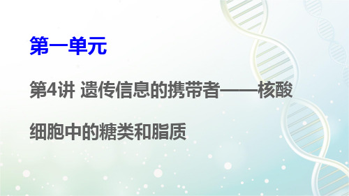 高三生物一轮复习优质课件2：第4讲 遗传信息的携带者——核酸 细胞中糖类和脂质