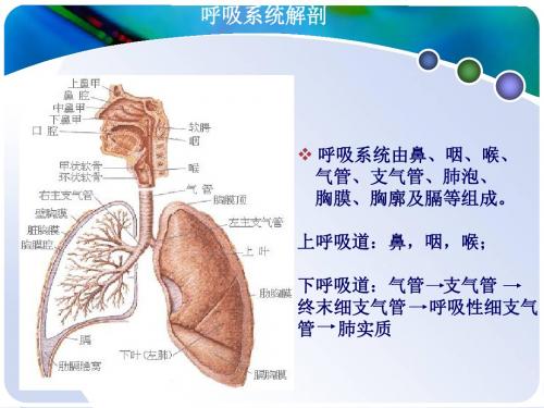 支气管扩张伴咯血