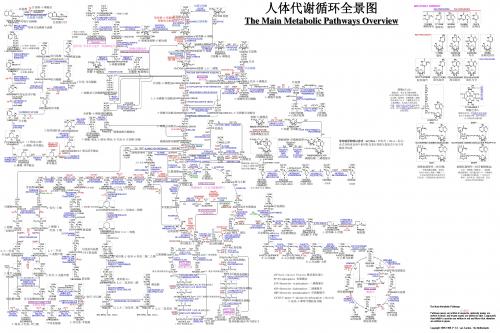 人体8大代谢途径全景图