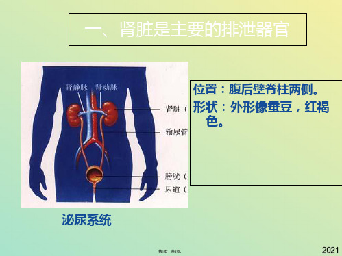 肾脏的结构(与“肾脏”有关文档共8张)