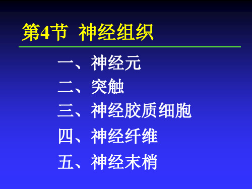 解剖学基础第3章基本组织第4节  神经组织1讲解教学课件