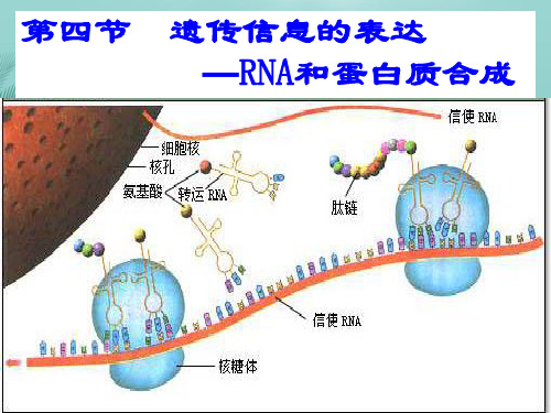 【全版】遗传信息的表达——RNA和蛋白质的合成(叶)推荐PPT