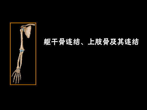 2. 躯干骨连结、上肢骨及其连结