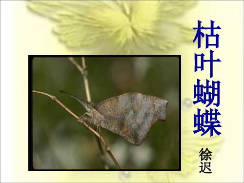 优质课[鲁教版]七年级语文上《枯叶蝴蝶》课件(40张PPT) (共40张PPT)