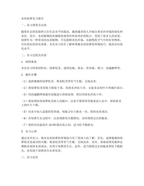 水培绿萝实习报告