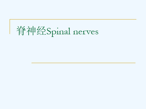 脊神经Spinal nerves[可修改版ppt]