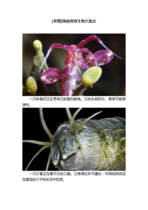 [多图]海底奇怪生物大盘点