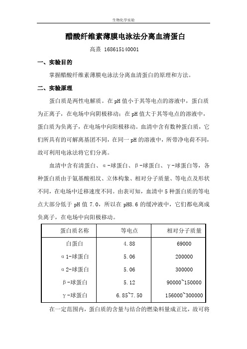 醋酸纤维素薄膜电泳法分离血清蛋白-山东大学实验报告