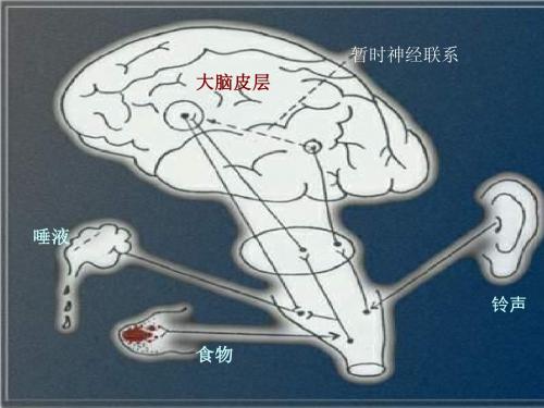 心理学导论2