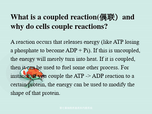 第七章细胞质基质和内膜系统