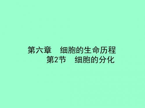 细胞的分化 16张ppt