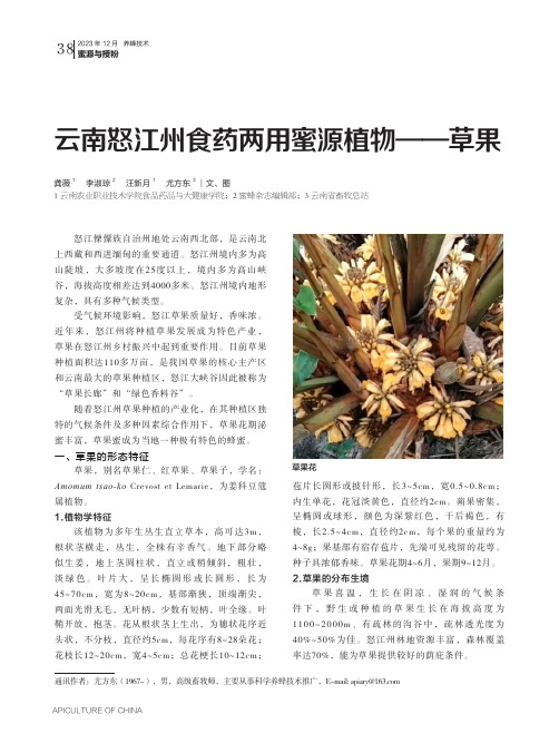 云南怒江州食药两用蜜源植物——草果