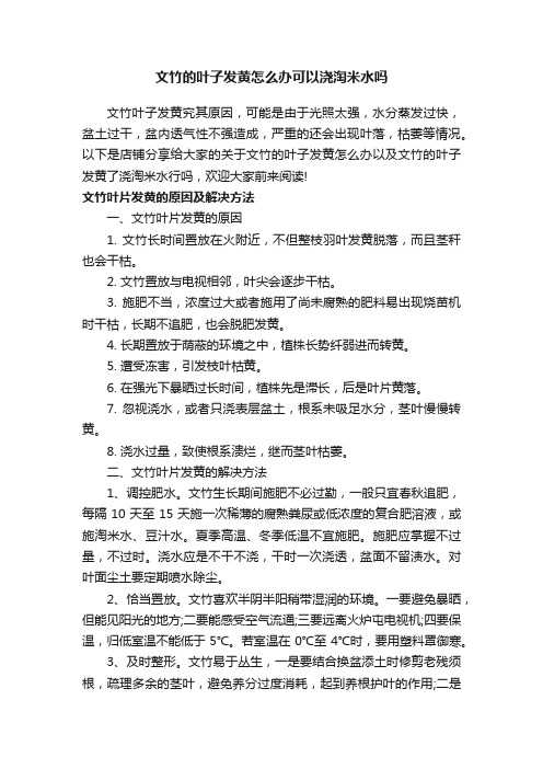 文竹的叶子发黄怎么办可以浇淘米水吗