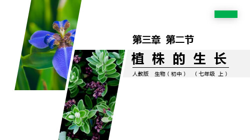 《植株的生长》PPT精品课件