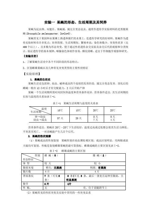 实验一 果蝇的形态