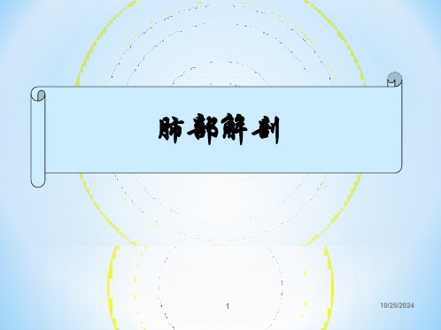 肺部解剖PPT课件