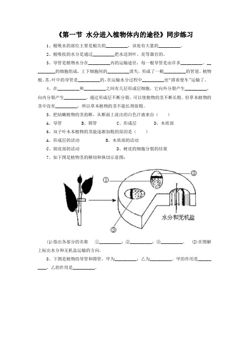 鲁科版生物六年级下册 第三单元第三章《第一节  水分进入植物体内的途径》同步练习2